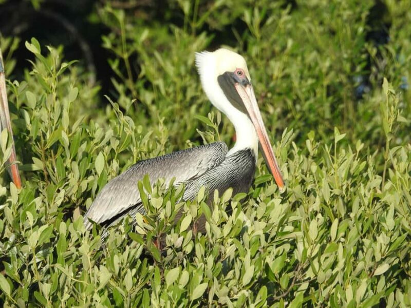 Holbox: Sunrise Kayak Tour through the Mangroves - Practical Considerations