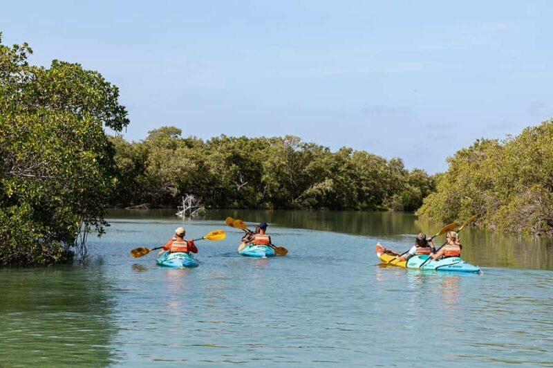Holbox: Sunrise Kayak Tour through the Mangroves - Who This Tour Is Best For