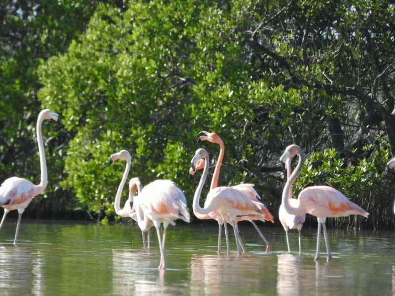 Holbox: Sunrise Kayak Tour through the Mangroves - FAQs