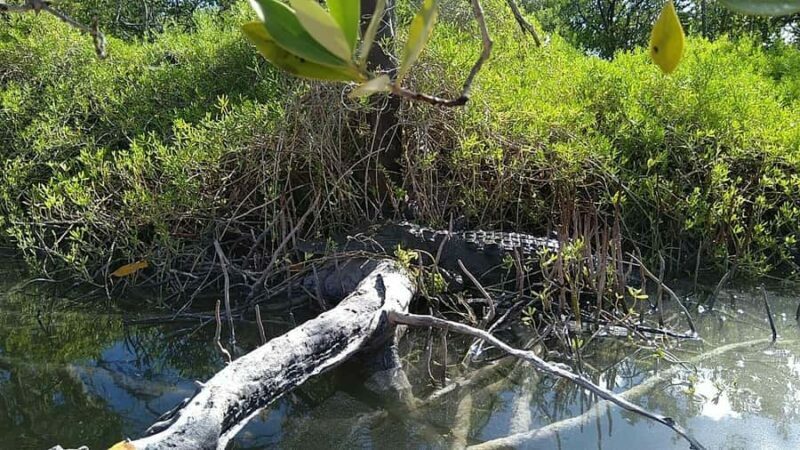 Holbox: Sunrise Kayak Tour through the Mangroves - Final Thoughts