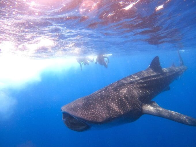 Holbox: Swimming With Wild Whale Sharks Boat Trip - Participant Restrictions