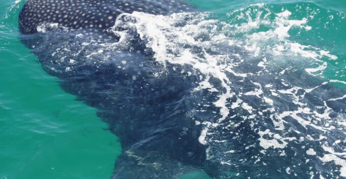 Holbox: Swimming With Wild Whale Sharks Boat Trip - Activity Duration and Languages