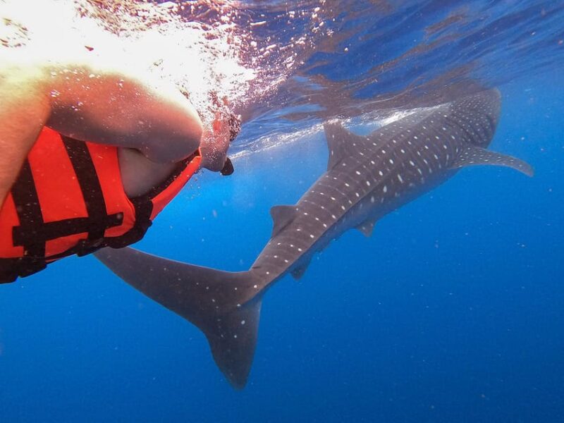 Holbox: Swimming With Wild Whale Sharks Boat Trip - Activities and Highlights