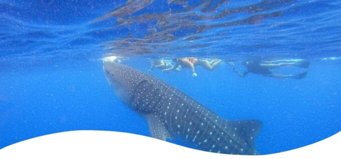 Holbox: Swimming With Wild Whale Sharks Boat Trip - Scenic Boat Journey