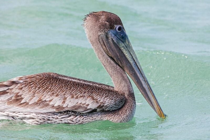 Holbox: Swimming With Wild Whale Sharks Boat Trip - Onboard Refreshments