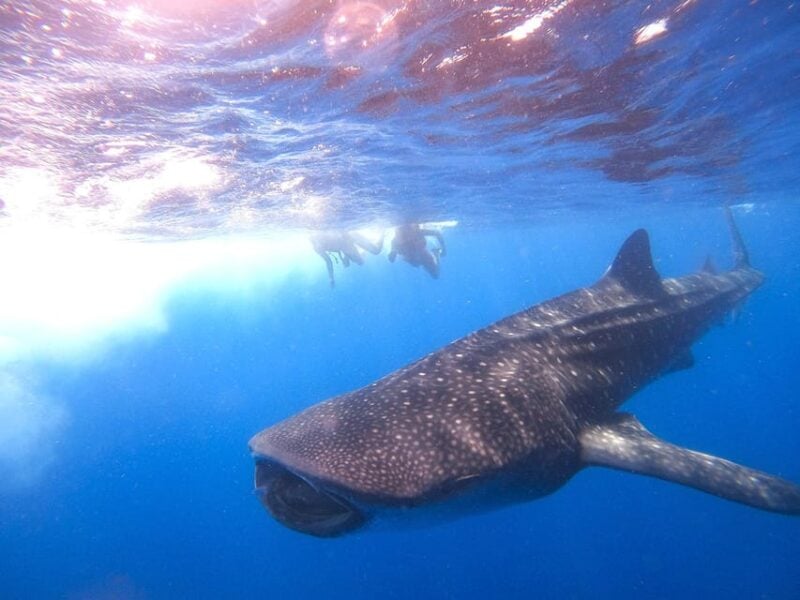 Holbox: Swimming With Wild Whale Sharks Boat Trip - Important Considerations
