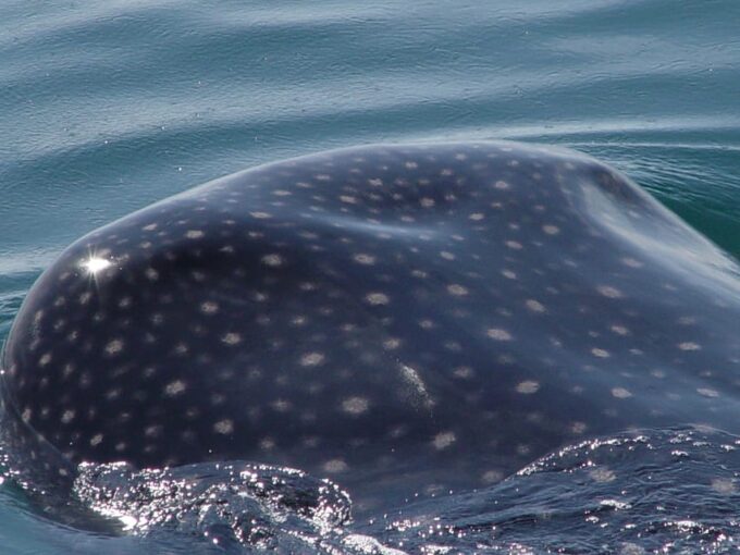 Holbox: Swimming With Wild Whale Sharks Boat Trip - Frequently Asked Questions