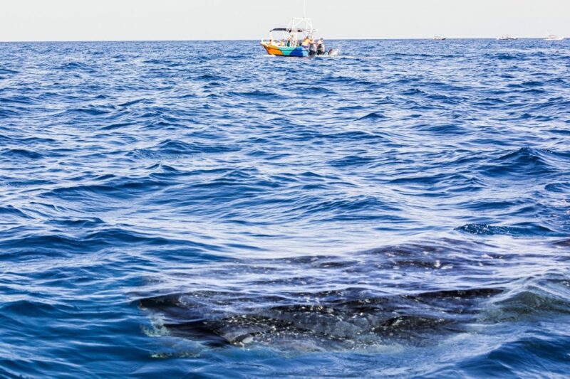 Holbox: Swimming With Wild Whale Sharks Boat Trip - Considerations