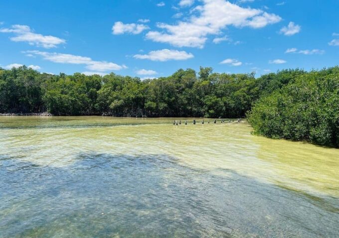 Holbox Tour: Visit the Island, Punta Mosquito & Passion Island - Meals and Dining Options