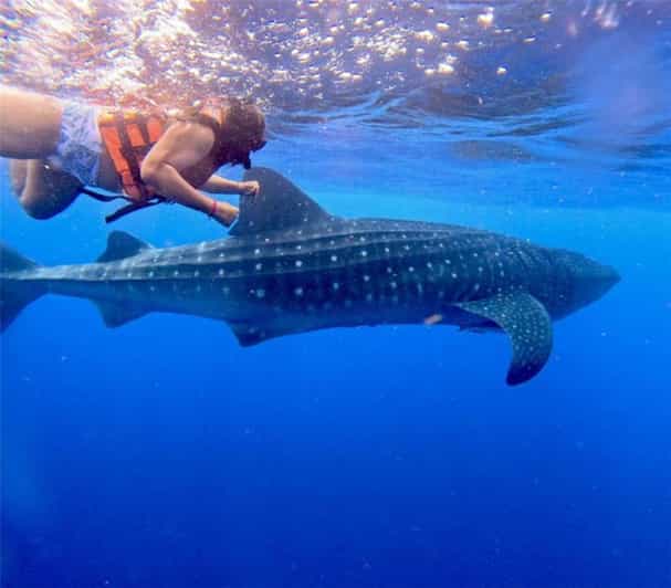 Holbox: Whale Shark and Catoche Island Tour With Snorkeling - Key Points