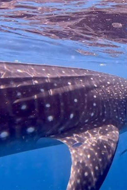 Holbox: Whale Shark and Catoche Island Tour With Snorkeling - Experience Highlights