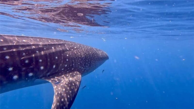 Holbox: Whale Shark and Catoche Island Tour With Snorkeling - Inclusions