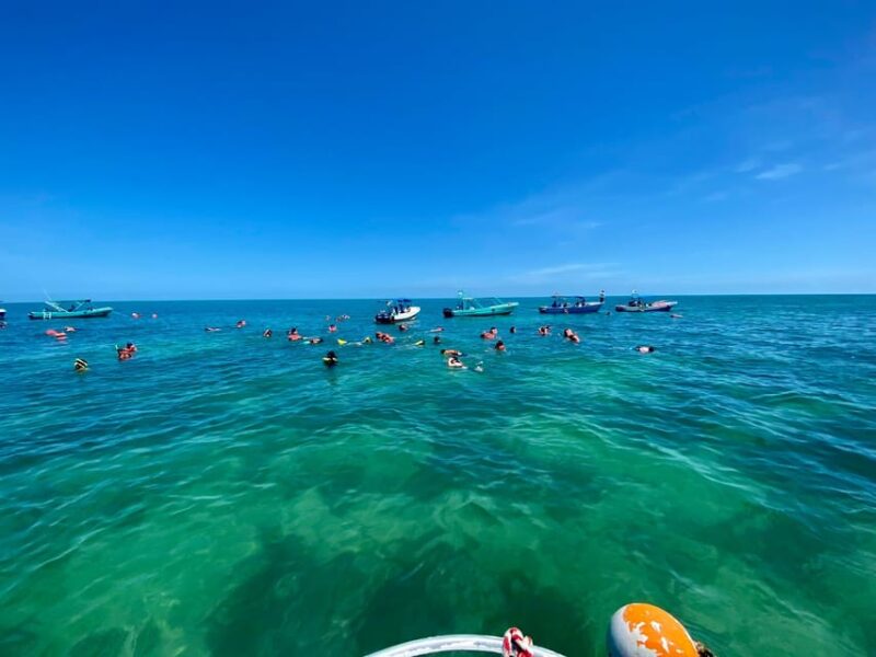 Holbox: Whale Shark and Catoche Island Tour With Snorkeling - Preparation and Important Information