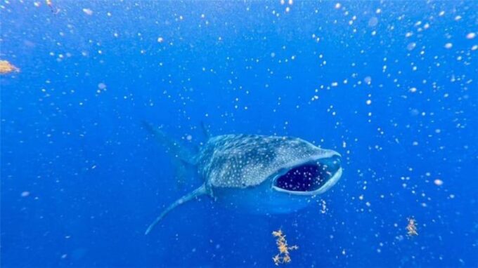 Holbox: Whale Shark and Catoche Island Tour With Snorkeling - Frequently Asked Questions