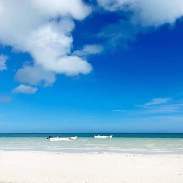 Holbox: Whale Shark and Snorkeling Tour With Lunch - Key Points