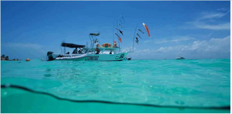 Holbox: Whale Shark Snorkeling Tour - Key Points