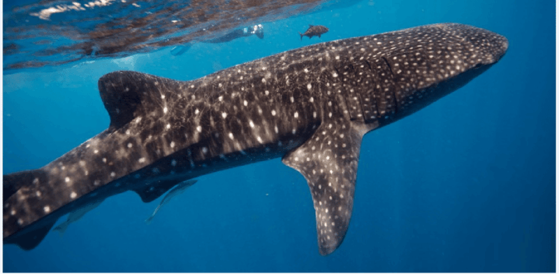Holbox: Whale Shark Snorkeling Tour - Booking Information