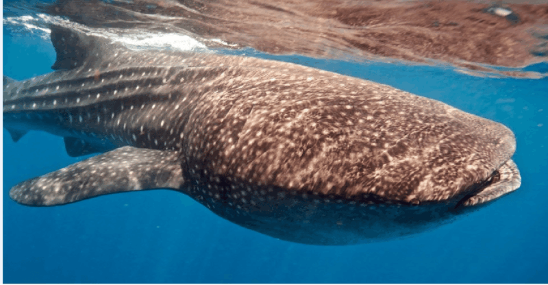 Holbox: Whale Shark Snorkeling Tour - Itinerary