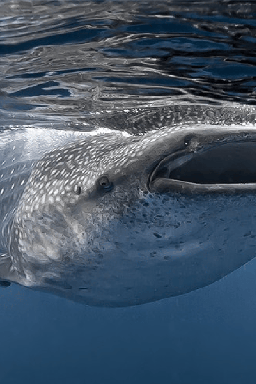 Holbox: Whale Shark Snorkeling Tour - Inclusions