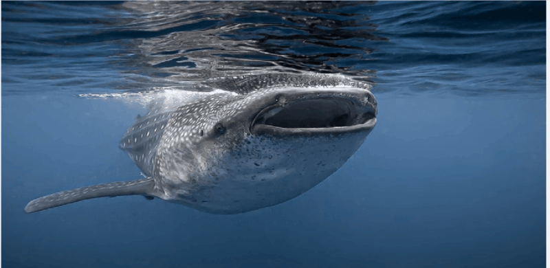 Holbox: Whale Shark Snorkeling Tour - Whale Shark Snorkeling Experience