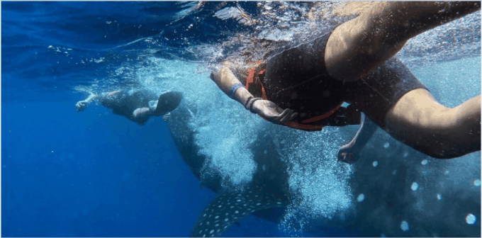 Holbox: Whale Shark Snorkeling Tour - Expert Guidance and Safety