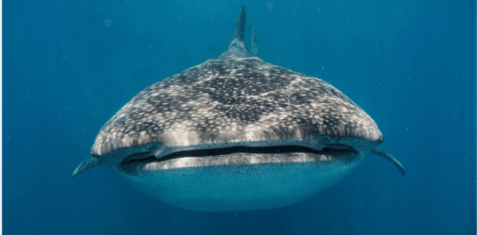 Holbox: Whale Shark Snorkeling Tour - Unique Opportunity and Highlights