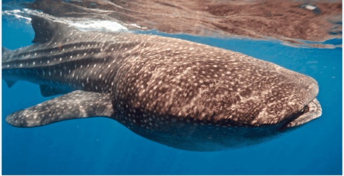 Holbox: Whale Shark Snorkeling Tour - Frequently Asked Questions
