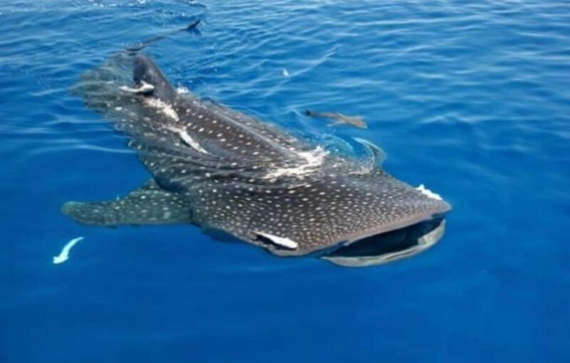 Holbox: Whale Shark - Pricing and Inclusions
