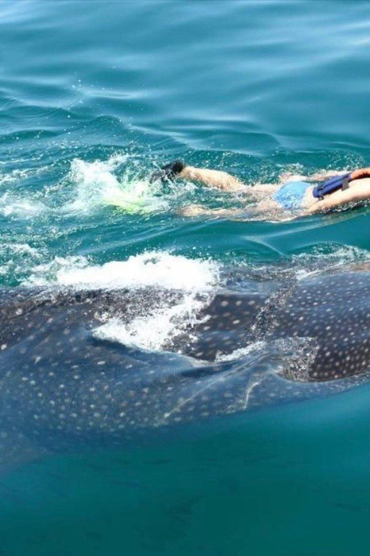 Holbox: Whale Shark - Snorkel at Cabo Catoche