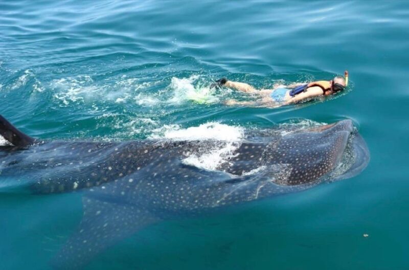 Holbox: Whale Shark - Explore Holbox Locations