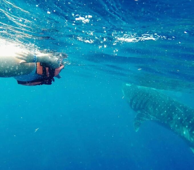 Holbox: Whale Shark - Responsible Tourism Practices