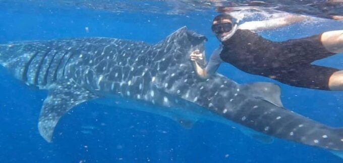 Holbox: Whale Shark - Frequently Asked Questions