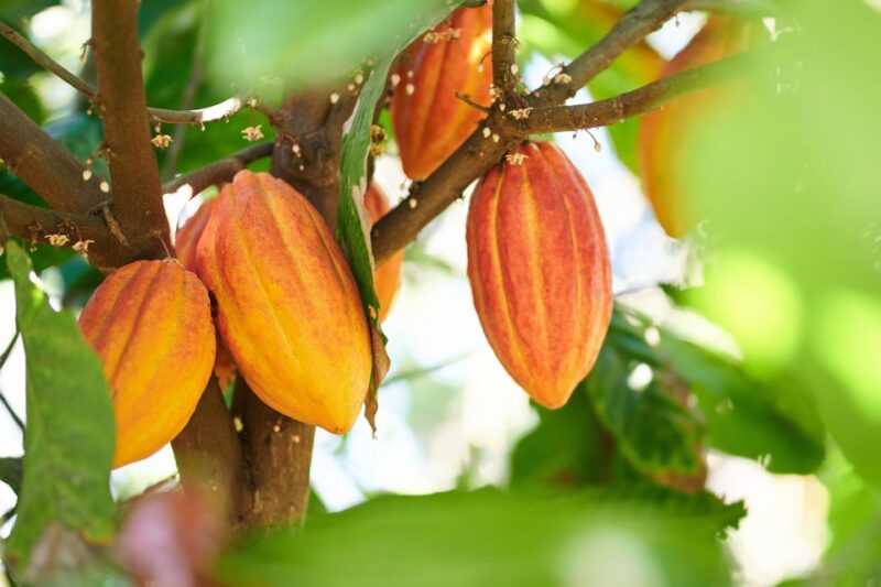 Holistic Retreat Cacao Cermony and Cacao Trail - Experience Highlights