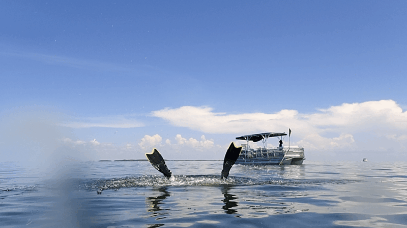 Homosassa: Snorkel & Scallop Hunt in Gulf of Mexico - Key Points