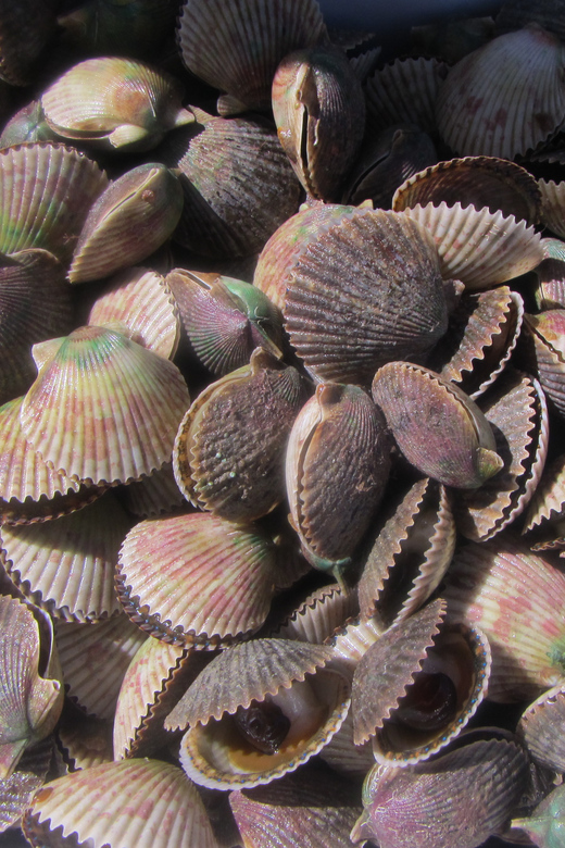 Homosassa: Snorkel & Scallop Hunt in Gulf of Mexico - Guided and Safe Adventure