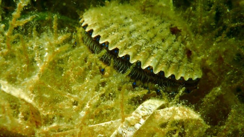 Homosassa: Snorkel & Scallop Hunt in Gulf of Mexico - Booking and Availability
