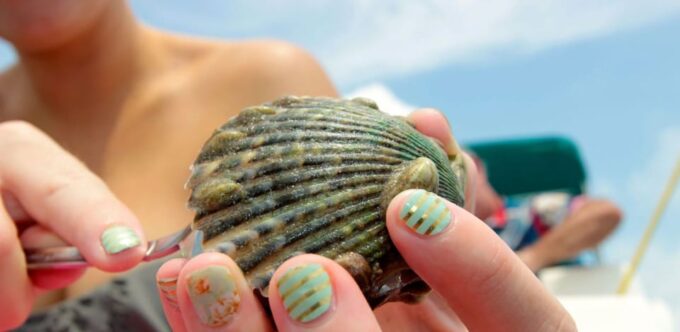 Homosassa: Snorkel & Scallop Hunt in Gulf of Mexico - Suitability and Requirements
