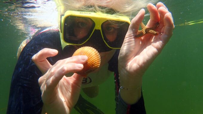 Homosassa: Snorkel & Scallop Hunt in Gulf of Mexico - Wildlife Encounters