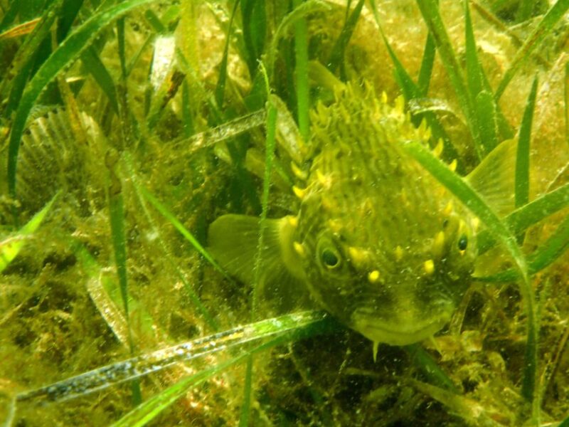 Homosassa: Snorkel & Scallop Hunt in Gulf of Mexico - Key Points