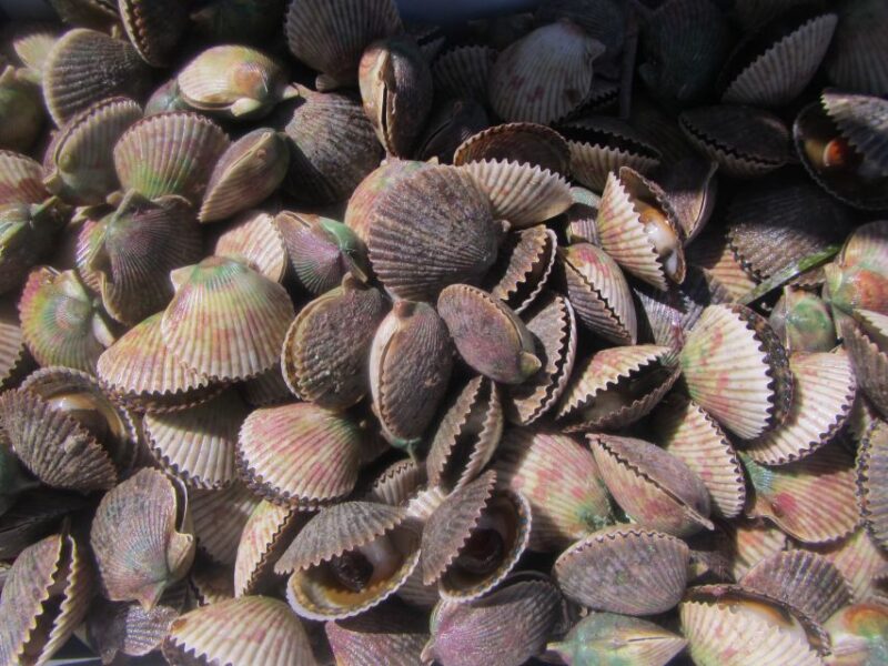 Homosassa: Snorkel & Scallop Hunt in Gulf of Mexico - Inclusions