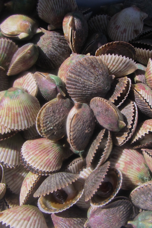 Homosassa: Snorkel & Scallop Hunt in Gulf of Mexico - Cancellation Policy