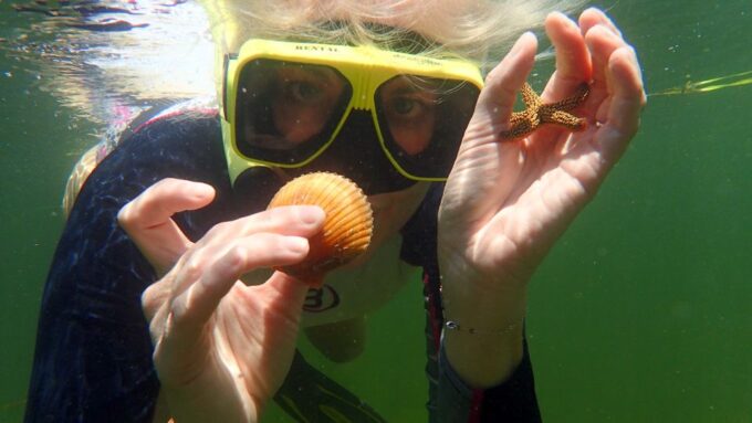Homosassa: Snorkel & Scallop Hunt in Gulf of Mexico - Marine Wildlife Encounters