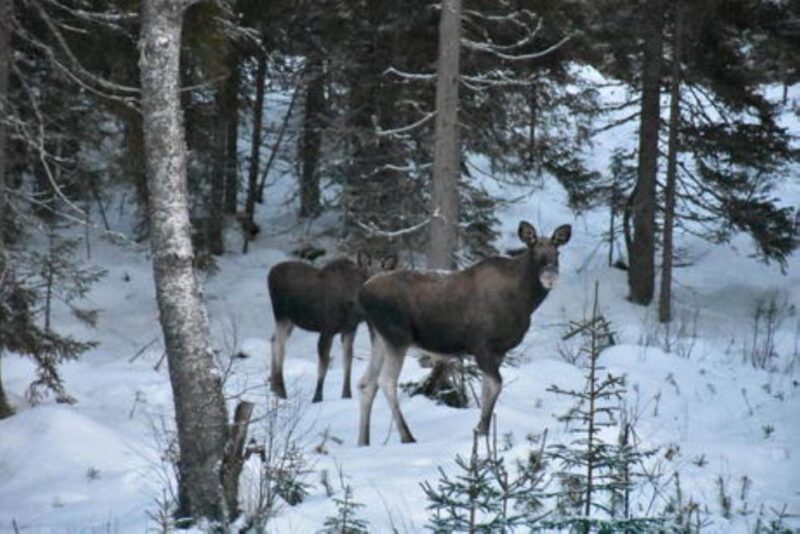 Hønefoss: 2-Day Moose Safari in Oslo's Wilderness - Itinerary Day 2