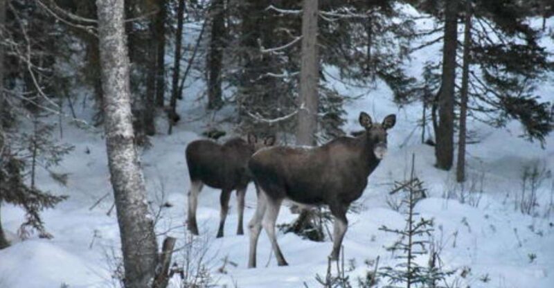 Hønefoss: 2-Day Moose Safari in Oslo's Wilderness - Included Features
