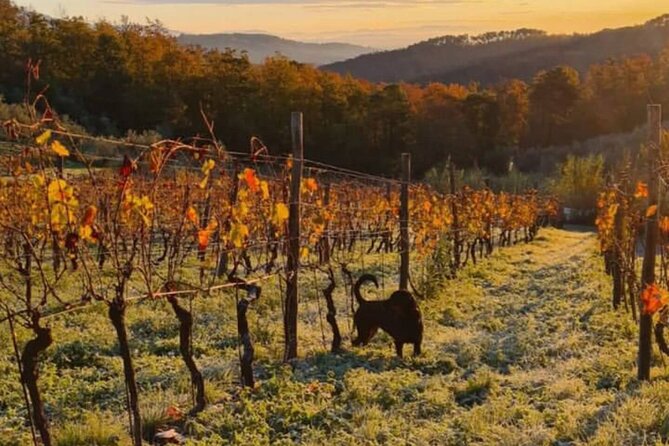 Honest Wines- Wine Tasting at Cantina Biagiotti - Key Points