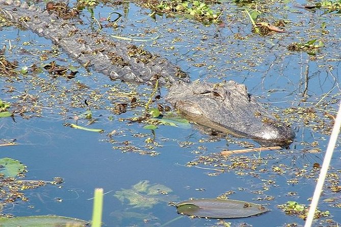 Honey Island Swamp Boat Tour - Location and Departure