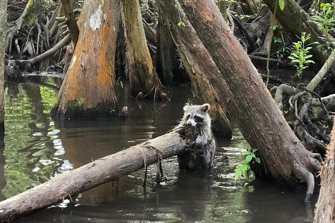Honey Island Swamp Boat Tour - Guided Cruise Experience