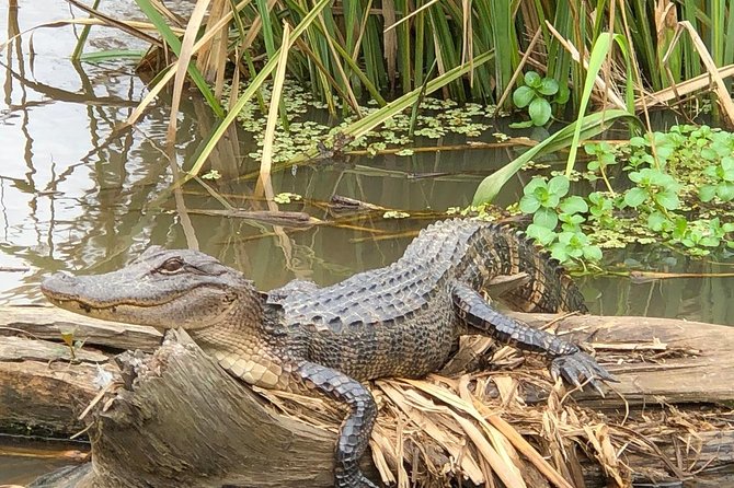 Honey Island Swamp Boat Tour With Transportation From New Orleans - Included Amenities and Accessibility