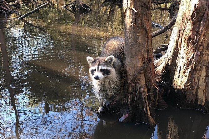 Honey Island Swamp Private Tour With Transport From New Orleans - Flexible Itinerary
