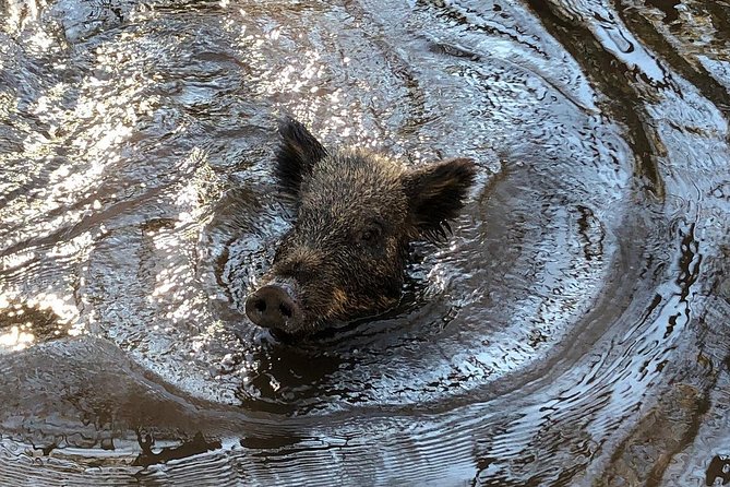 Honey Island Swamp Private Tour With Transport From New Orleans - Tour Highlights